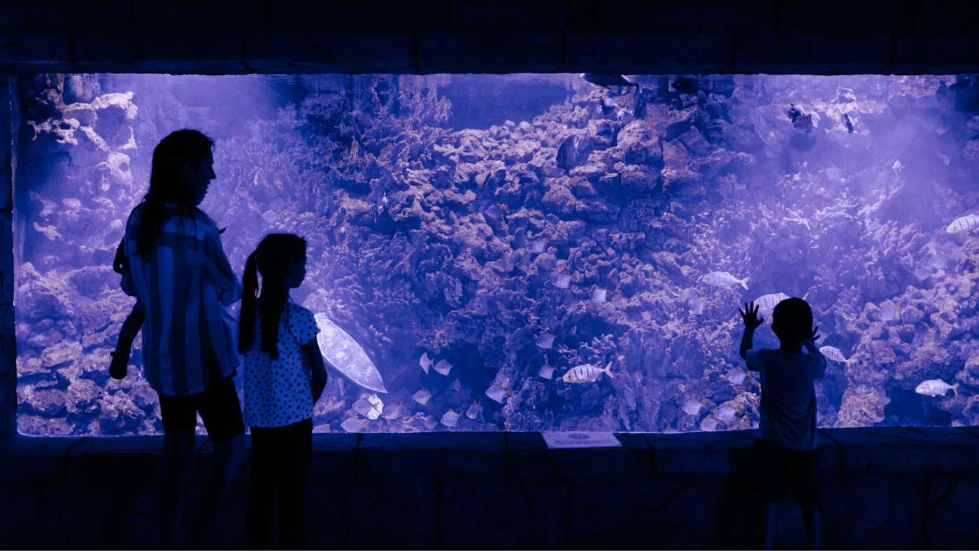 l'aquarium pour une sortie en famille