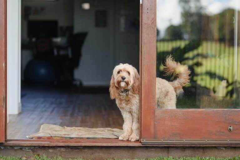endroit vrai piège chien canicule